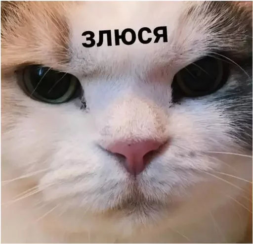 Sticker from the "Миу боты" sticker pack