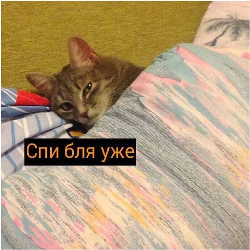 Sticker from the "Миу боты" sticker pack