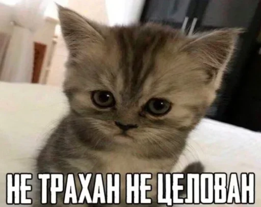 Стикер из набора "Kitties.exe"