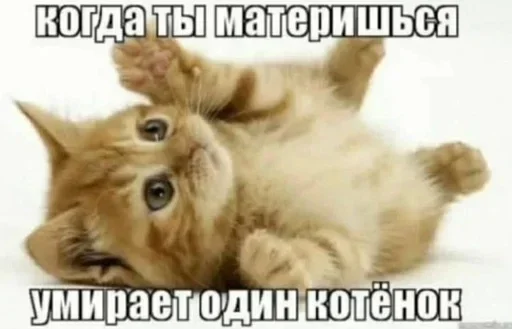 Стикер из набора "Kitties.exe"