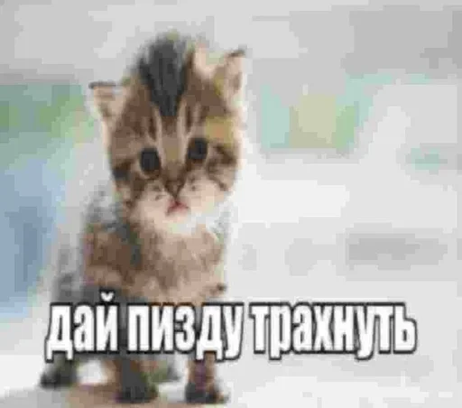 Стикер из набора "Kitties.exe"