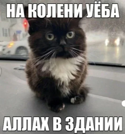 Стикер из набора "Kitties.exe"