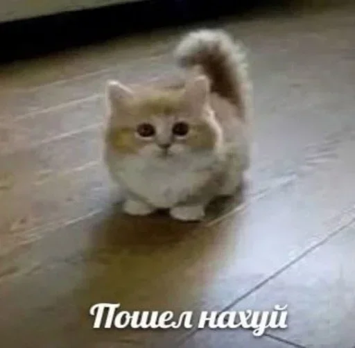 Стикер из набора "Kitties.exe"