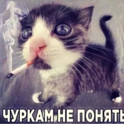 Стикер из набора "Kitties.exe"