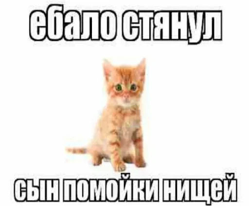 Стикер из набора "Kitties.exe"