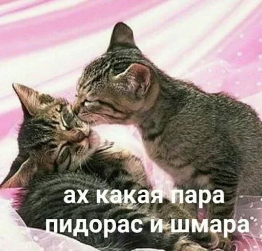 Стикер из набора "Kitties.exe"