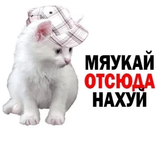 Стикер из набора "Kitties.exe"