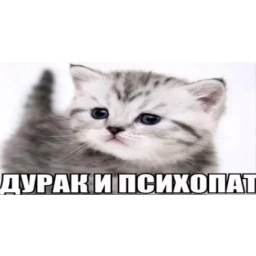 Стикер из набора "Kitties.exe"