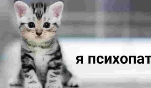 Стикер из набора "Kitties.exe"