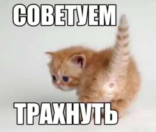 Стикер из набора "Kitties.exe"