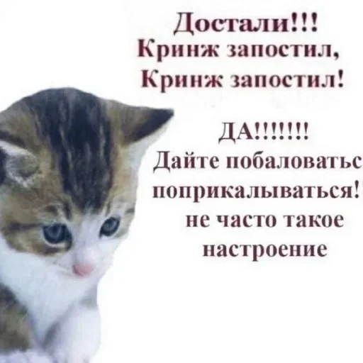 Стикер из набора "Kitties.exe"