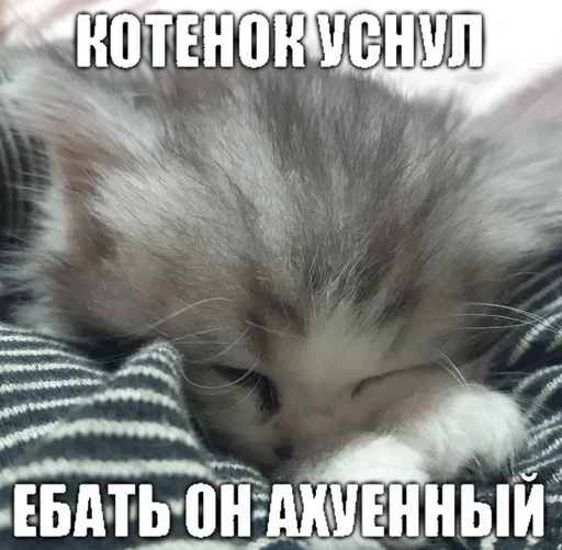 Стикер из набора "Kitties.exe"