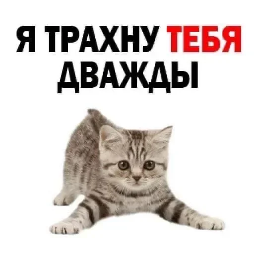 Стикер из набора "Kitties.exe"