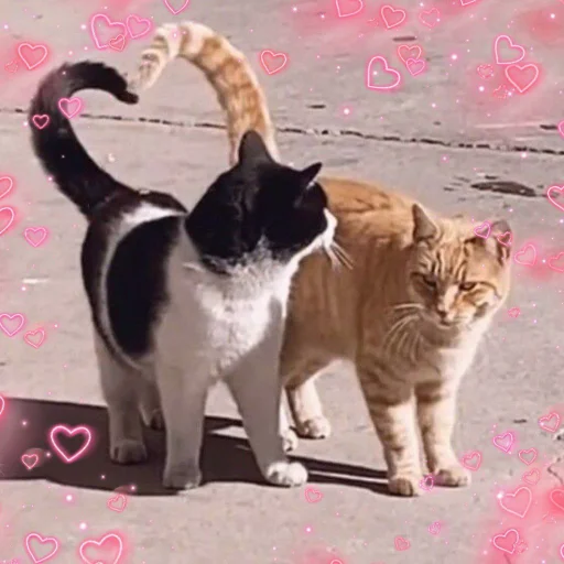 Sticker from the "🐈‍⬛️ ˓𓄹 ࣪˖" sticker pack