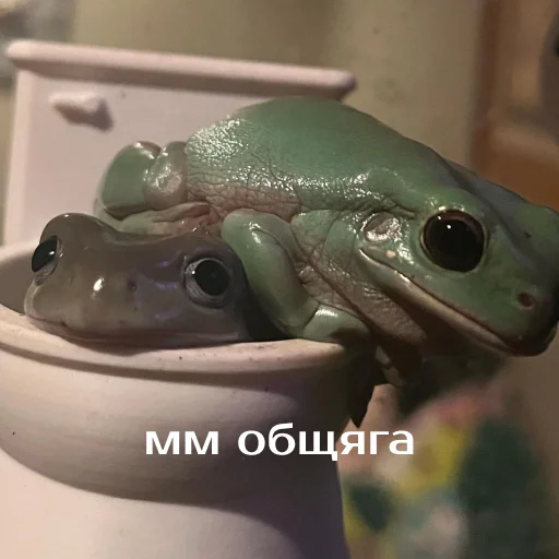 Стикер из набора "Легущьки «Горящей избы» 🐸🔥"