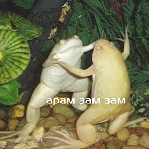 Sticker Легущьки «Горящей избы» 🐸🔥