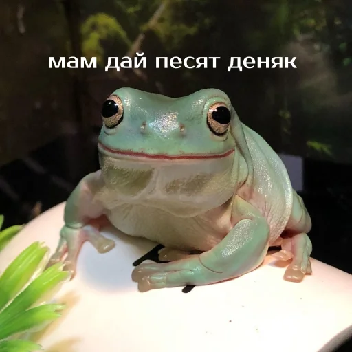 Стикер из набора "Легущьки «Горящей избы» 🐸🔥"