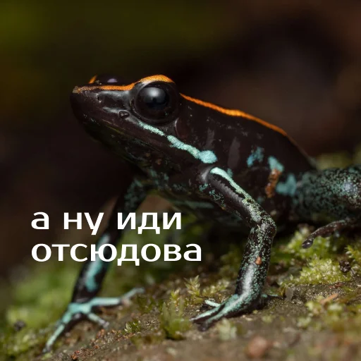 Sticker Легущьки «Горящей избы» 🐸🔥