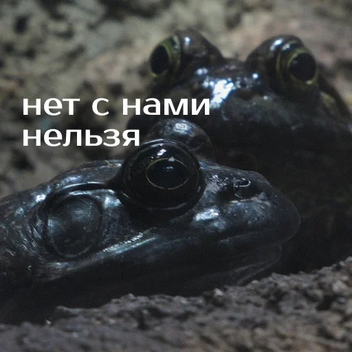 Стикер из набора "Легущьки «Горящей избы» 🐸🔥"