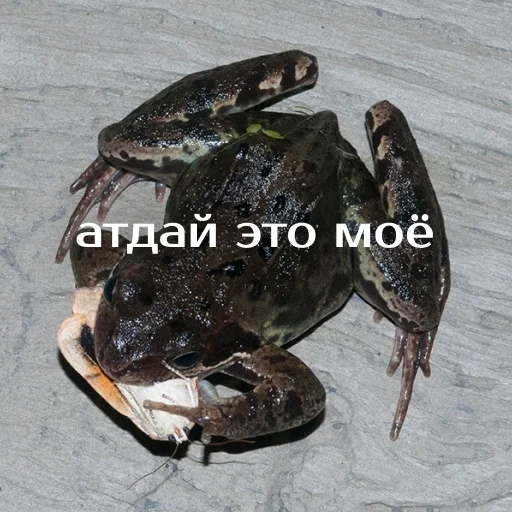 Sticker from the "Легущьки «Горящей избы» 🐸🔥" sticker pack