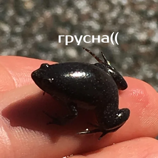 Sticker Легущьки «Горящей избы» 🐸🔥