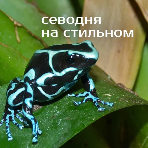 Sticker Легущьки «Горящей избы» 🐸🔥