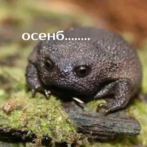 Sticker Легущьки «Горящей избы» 🐸🔥