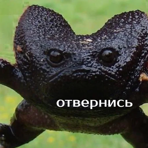 Sticker from the "Легущьки «Горящей избы» 🐸🔥" sticker pack