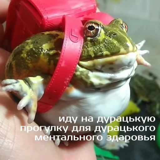 Sticker from the "Легущьки «Горящей избы» 🐸🔥" sticker pack