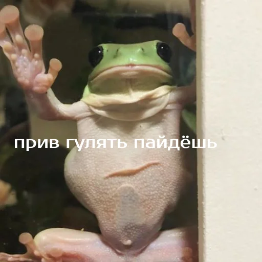 Sticker from the "Легущьки «Горящей избы» 🐸🔥" sticker pack