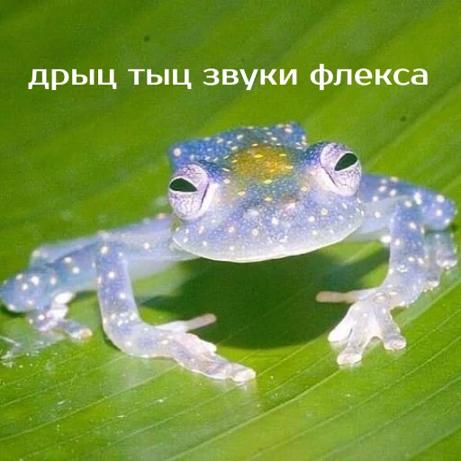 Sticker from the "Легущьки «Горящей избы» 🐸🔥" sticker pack