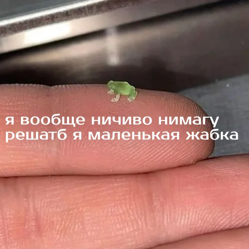 Sticker from the "Легущьки «Горящей избы» 🐸🔥" sticker pack