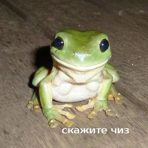 Стикер из набора "Легущьки «Горящей избы» 🐸🔥"