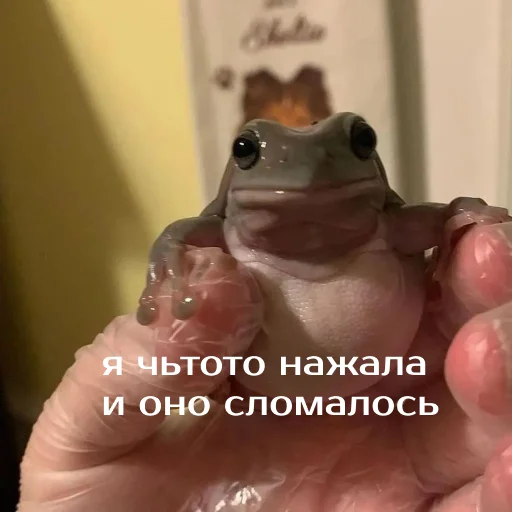 Sticker from the "Легущьки «Горящей избы» 🐸🔥" sticker pack