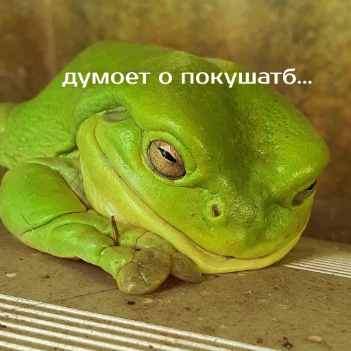 Sticker from the "Легущьки «Горящей избы» 🐸🔥" sticker pack