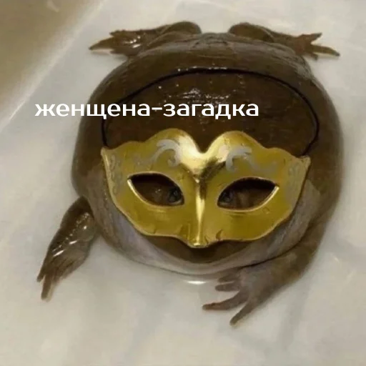 Стикер из набора "Легущьки «Горящей избы» 🐸🔥"