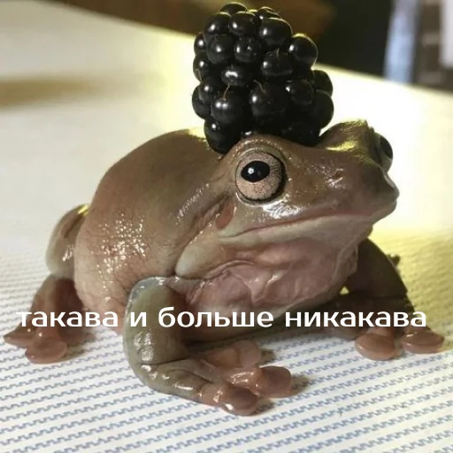 Sticker Легущьки «Горящей избы» 🐸🔥