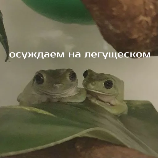 Sticker from the "Легущьки «Горящей избы» 🐸🔥" sticker pack