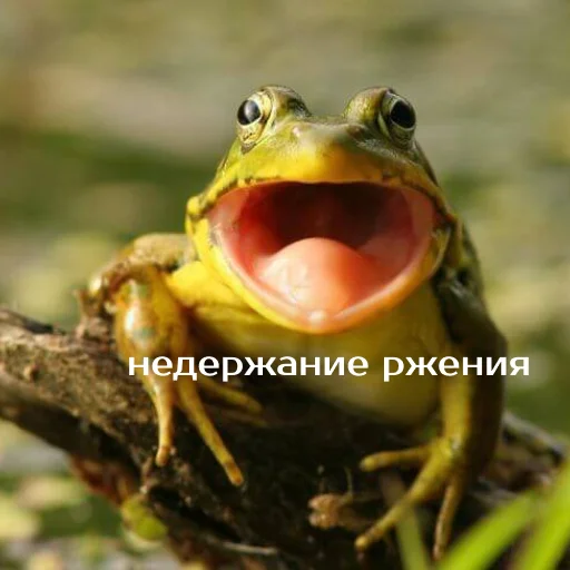 Sticker from the "Легущьки «Горящей избы» 🐸🔥" sticker pack