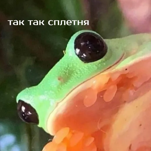 Стикер из набора "Легущьки «Горящей избы» 🐸🔥"