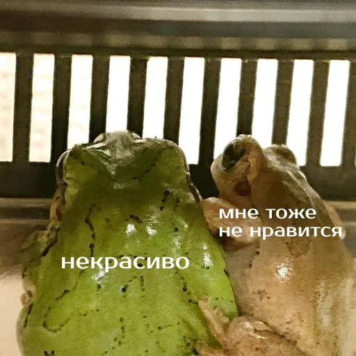 Стикер из набора "Легущьки «Горящей избы» 🐸🔥"