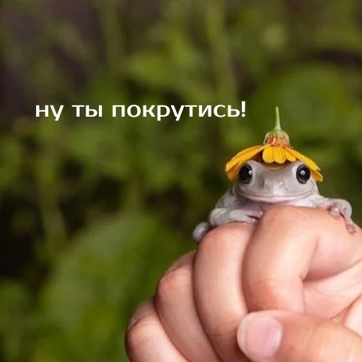 Стикер из набора "Легущьки «Горящей избы» 🐸🔥"