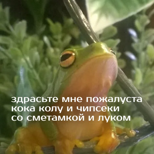 Sticker from the "Легущьки «Горящей избы» 🐸🔥" sticker pack