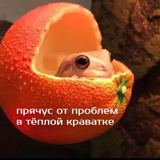 Sticker from the "Легущьки «Горящей избы» 🐸🔥" sticker pack