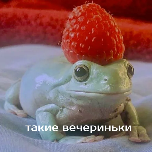 Sticker from the "Легущьки «Горящей избы» 🐸🔥" sticker pack