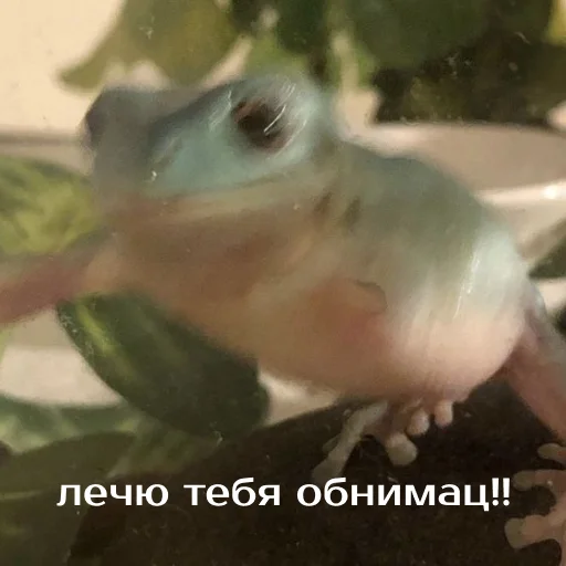 Sticker from the "Легущьки «Горящей избы» 🐸🔥" sticker pack