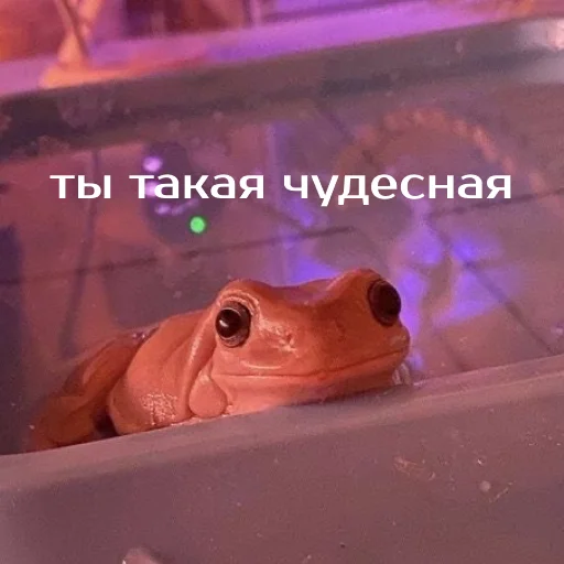 Стикер из набора "Легущьки «Горящей избы» 🐸🔥"