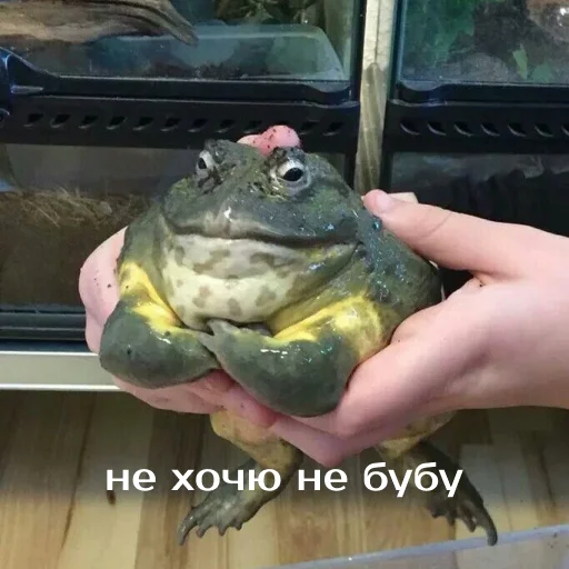 Sticker Легущьки «Горящей избы» 🐸🔥