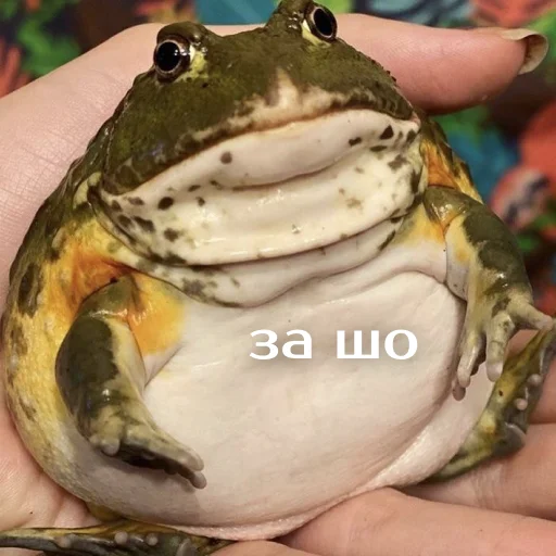 Sticker Легущьки «Горящей избы» 🐸🔥