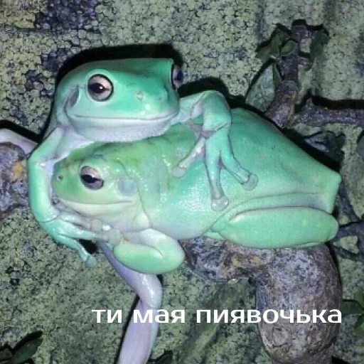 Sticker Легущьки «Горящей избы» 🐸🔥